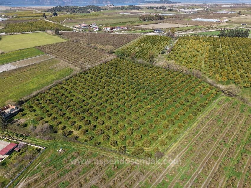 Dalyan Merkeze Yakın 17.550M2 Satılık Bağ-Bahçe