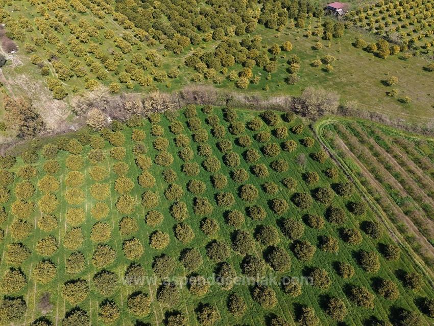 Dalyan Merkeze Yakın 17.550M2 Satılık Bağ-Bahçe