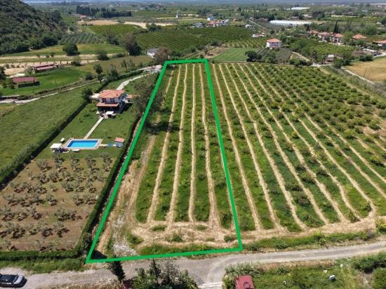 Dalyan Merkeze Yakın 5100M2 Satılık Tarla