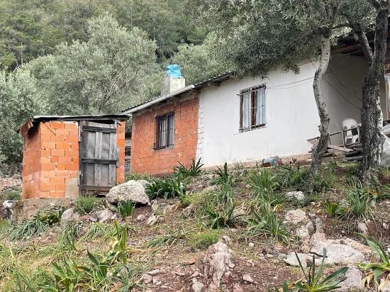 Köyceğiz Ekincik deniz manzaralı 7.000m2 2b satılık zeytinlik