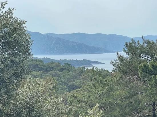 Köyceğiz Ekincik deniz manzaralı 7.000m2 2b satılık zeytinlik