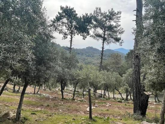 Köyceğiz Ekincik deniz manzaralı 7.000m2 2b satılık zeytinlik