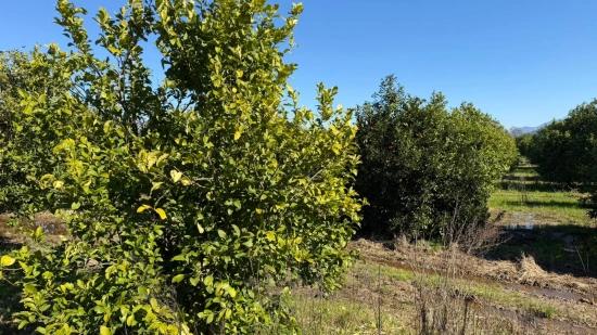 Okçular Marmarlı'da 2.218M2 Satılık Arsa