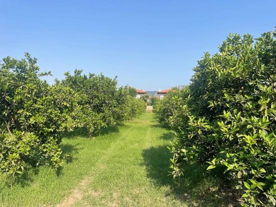Dalyan Gülpınar'da 722m2 Satılık Arsa