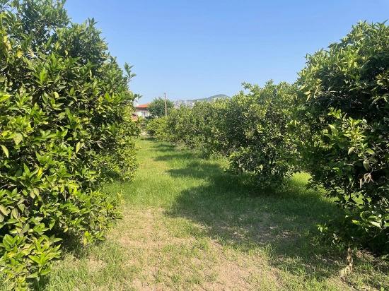 Dalyan Gülpınar'da 722m2 Satılık Arsa