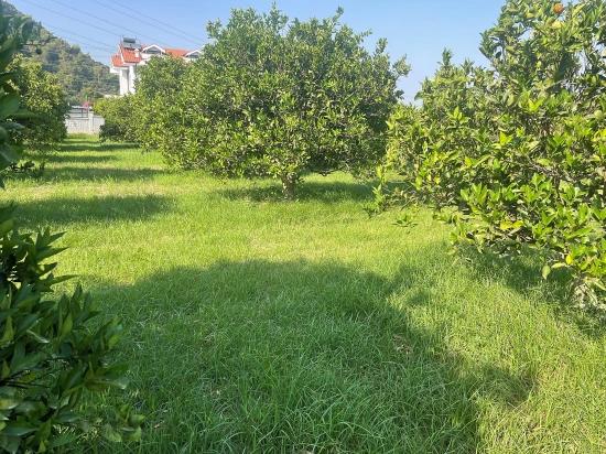Dalyan Gülpınar'da 722m2 Satılık Arsa
