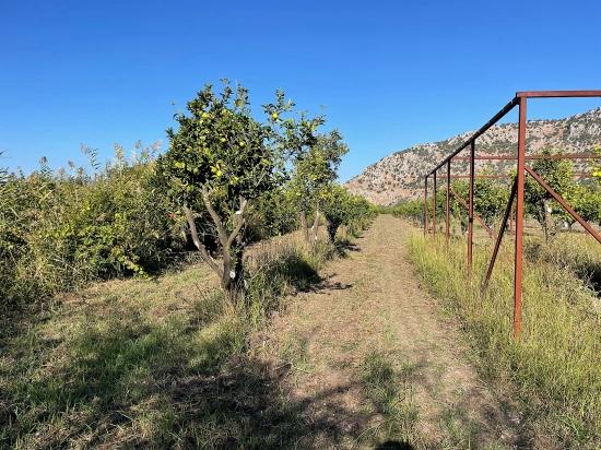 Dalyan'da Merkeze Yakın 6600m2 Satılık Tarla