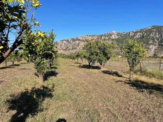 Dalyan'da Merkeze Yakın 6600m2 Satılık Tarla