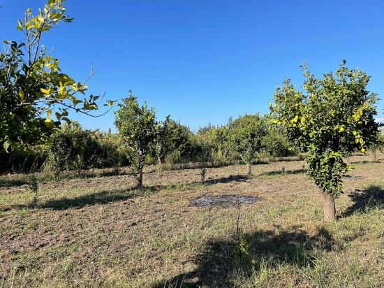 Dalyan'da Merkeze Yakın 6600m2 Satılık Tarla