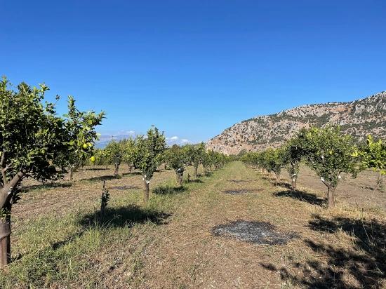 Dalyan'da Merkeze Yakın 6600m2 Satılık Tarla