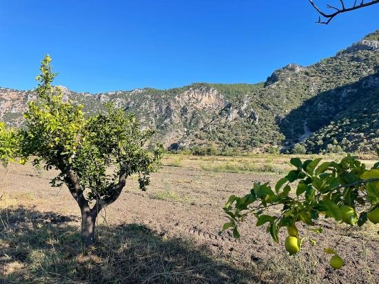 Dalyan'da Merkeze Yakın 6600m2 Satılık Tarla