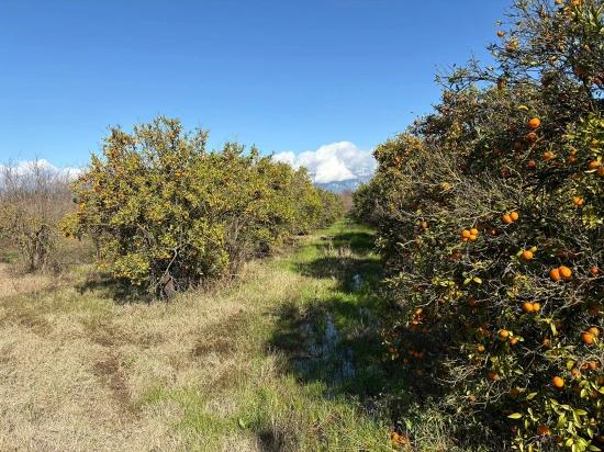 Tepearası'nda 23000M2 Müstakil Satılık Tarla