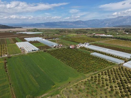 Eskiköy'de 16000M2 Satılık Nar Bahçesi