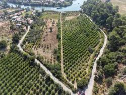 Köyceğiz Çandır Mah. Satılık Tarla - Tarla İmar Durumlu - 20.000 m²