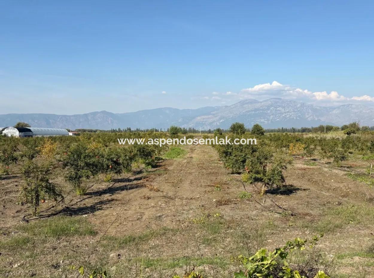 Eskiköy'de 21500M2 Satılık Nar Bahçesi