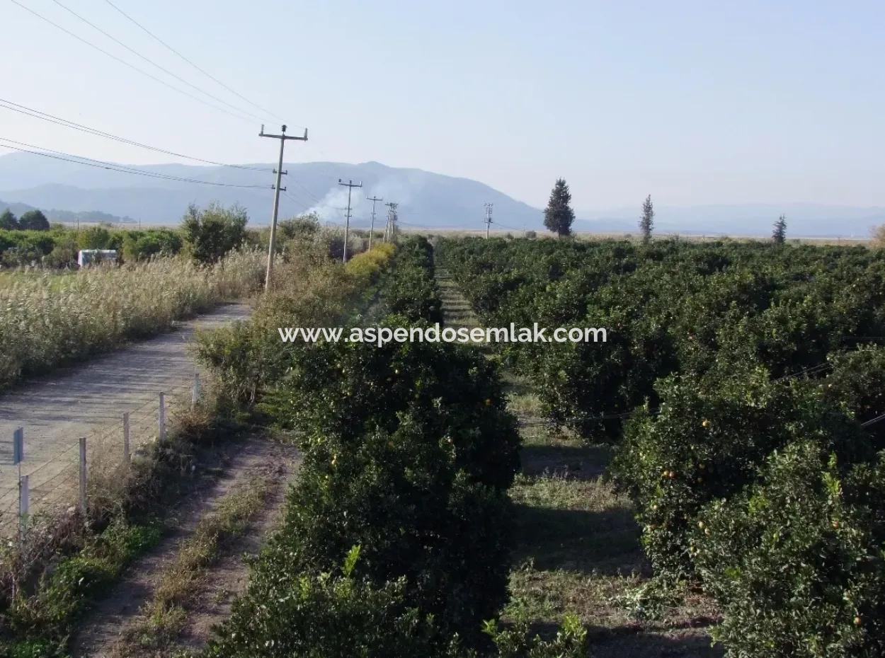 Tepearasında Satılık Bahçe Ortaca Tepearasında 65,000M2 Satılık Partakal Bahçe