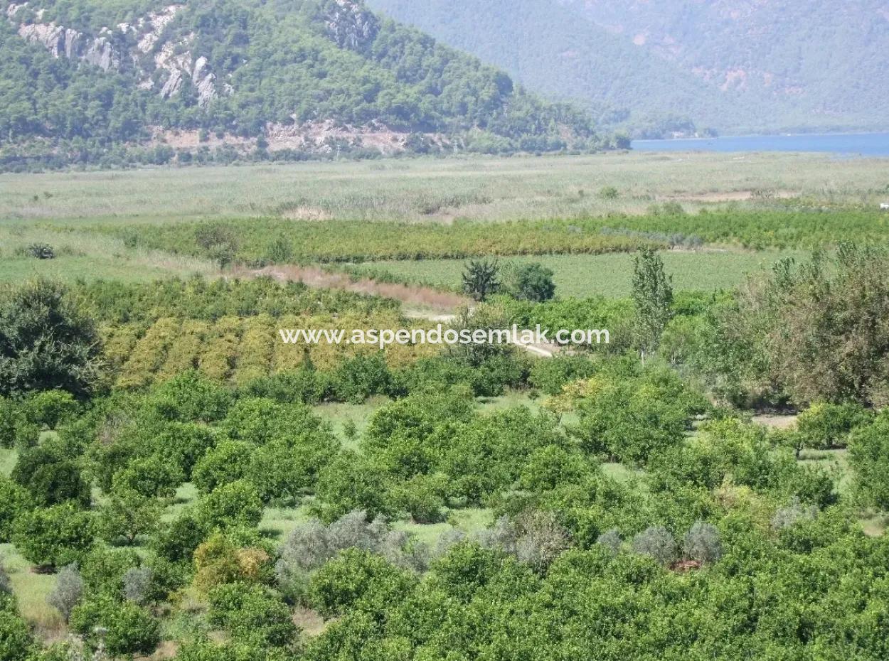 Dalyan Satılık Tarla Dalyan 73410M2 Satılık Tarla