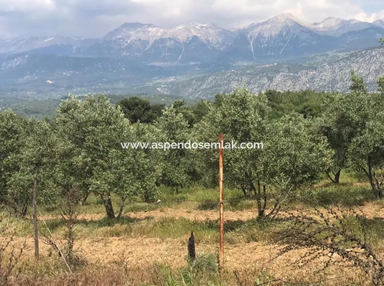 Seydikemer Korubükün Satılık 76000M2 Ciftlik Arazisi