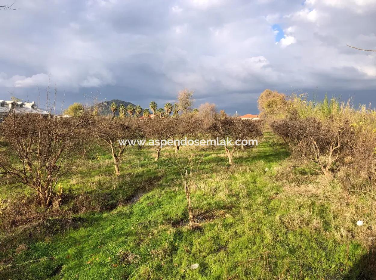 Dalyan Satılık Arsa Merkeze Yakın 3000M2 Satılık %5 İmarlı Arsa