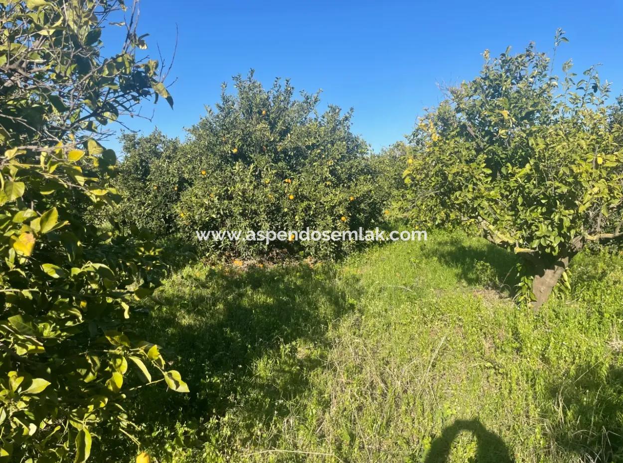 Dalyan Satılık Arsa 5227M2 Satılık Arsa