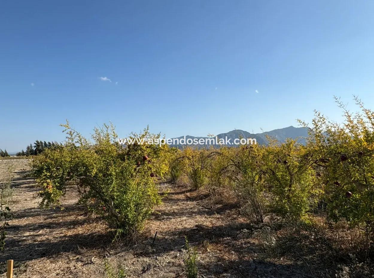 Eskiköy'de 19.663M2 Çiftlik Arazisi Ve Ev Satılıktır