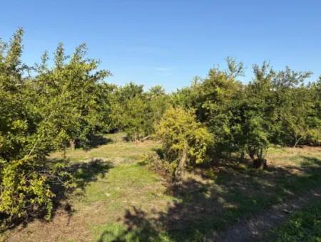 Eskiköy'de 6150M2 Satılık Limon Ve Nar Bahçesi