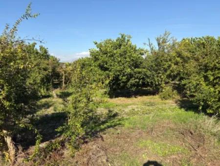 Eskiköy'de 6150M2 Satılık Limon Ve Nar Bahçesi