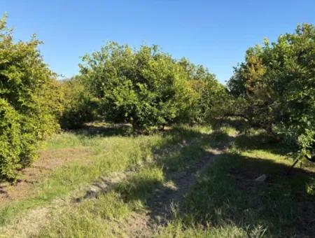 Eskiköy'de 6150M2 Satılık Limon Ve Nar Bahçesi