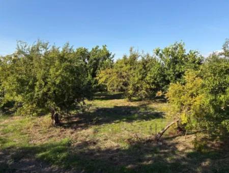 Eskiköy'de 6150M2 Satılık Limon Ve Nar Bahçesi