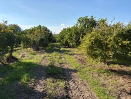 Eskiköy'de 6150M2 Satılık Limon Ve Nar Bahçesi