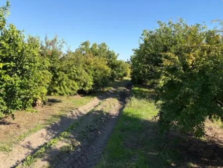 Eskiköy'de 6150M2 Satılık Limon Ve Nar Bahçesi