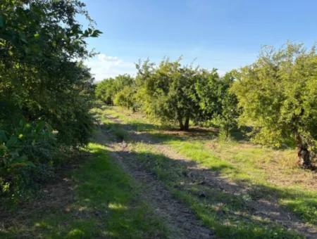Eskiköy'de 6150M2 Satılık Limon Ve Nar Bahçesi