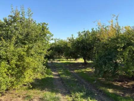 Eskiköy'de 6150M2 Satılık Limon Ve Nar Bahçesi