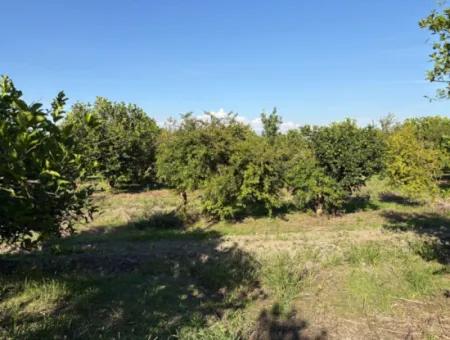 Eskiköy'de 6150M2 Satılık Limon Ve Nar Bahçesi