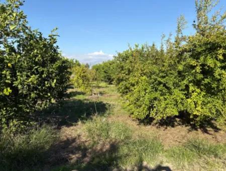 Eskiköy'de 6150M2 Satılık Limon Ve Nar Bahçesi
