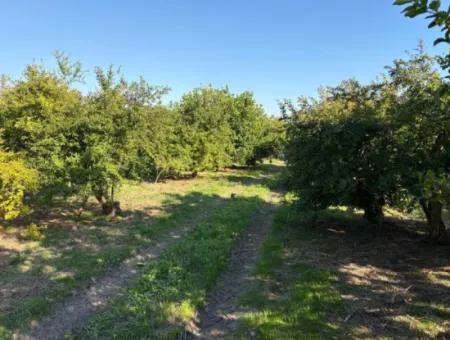Eskiköy'de 6150M2 Satılık Limon Ve Nar Bahçesi
