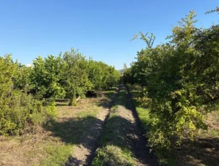 Eskiköy'de 6150M2 Satılık Limon Ve Nar Bahçesi