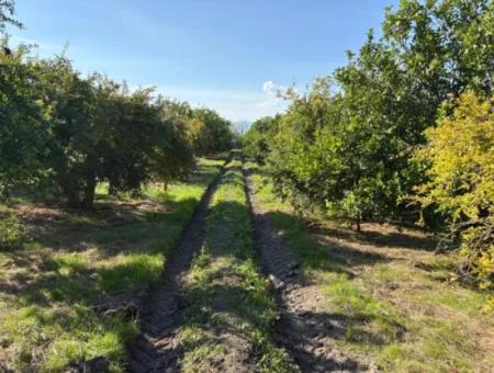 Eskiköy'de 6150M2 Satılık Limon Ve Nar Bahçesi