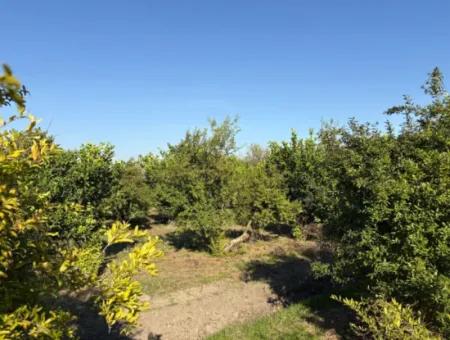 Eskiköy'de 6150M2 Satılık Limon Ve Nar Bahçesi