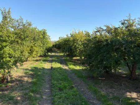 Eskiköy'de 6150M2 Satılık Limon Ve Nar Bahçesi