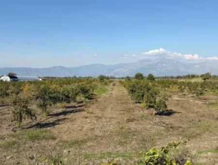 Eskiköy'de 21500M2 Satılık Nar Bahçesi