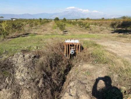 Eskiköy'de 21500M2 Satılık Nar Bahçesi