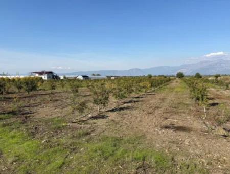 Eskiköy'de 21500M2 Satılık Nar Bahçesi