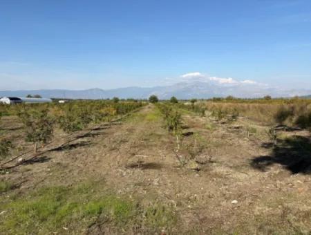 Eskiköy'de 21500M2 Satılık Nar Bahçesi