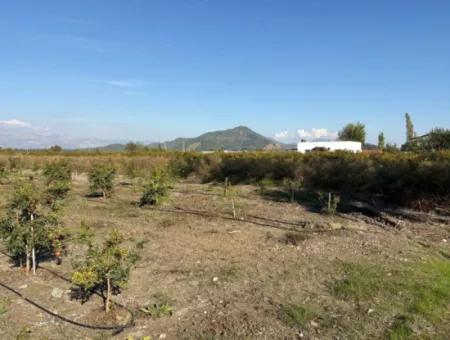 Eskiköy'de 21500M2 Satılık Nar Bahçesi