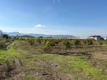 Eskiköy'de 21500M2 Satılık Nar Bahçesi