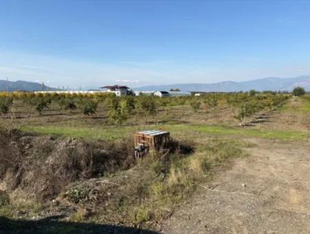 Eskiköy'de 21500M2 Satılık Nar Bahçesi