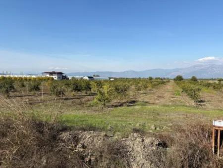 Eskiköy'de 21500M2 Satılık Nar Bahçesi