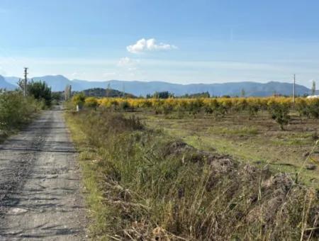 Eskiköy'de 21500M2 Satılık Nar Bahçesi