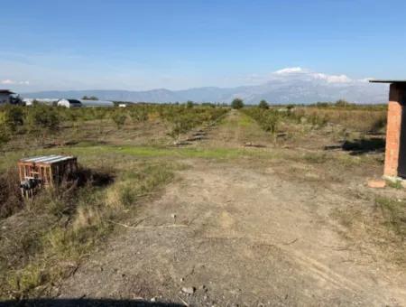 Eskiköy'de 21500M2 Satılık Nar Bahçesi